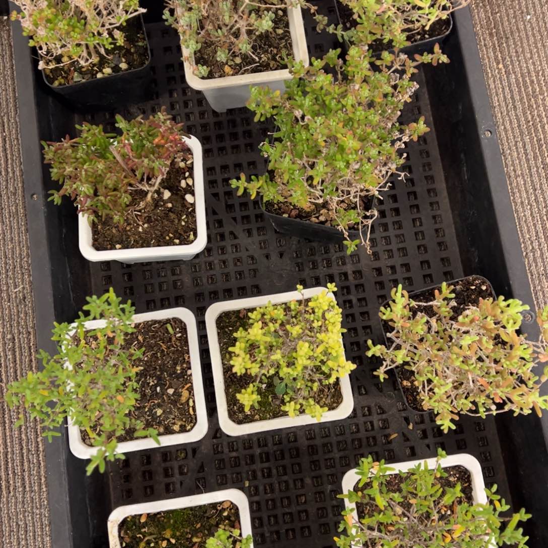 00009号老桩枝干精品