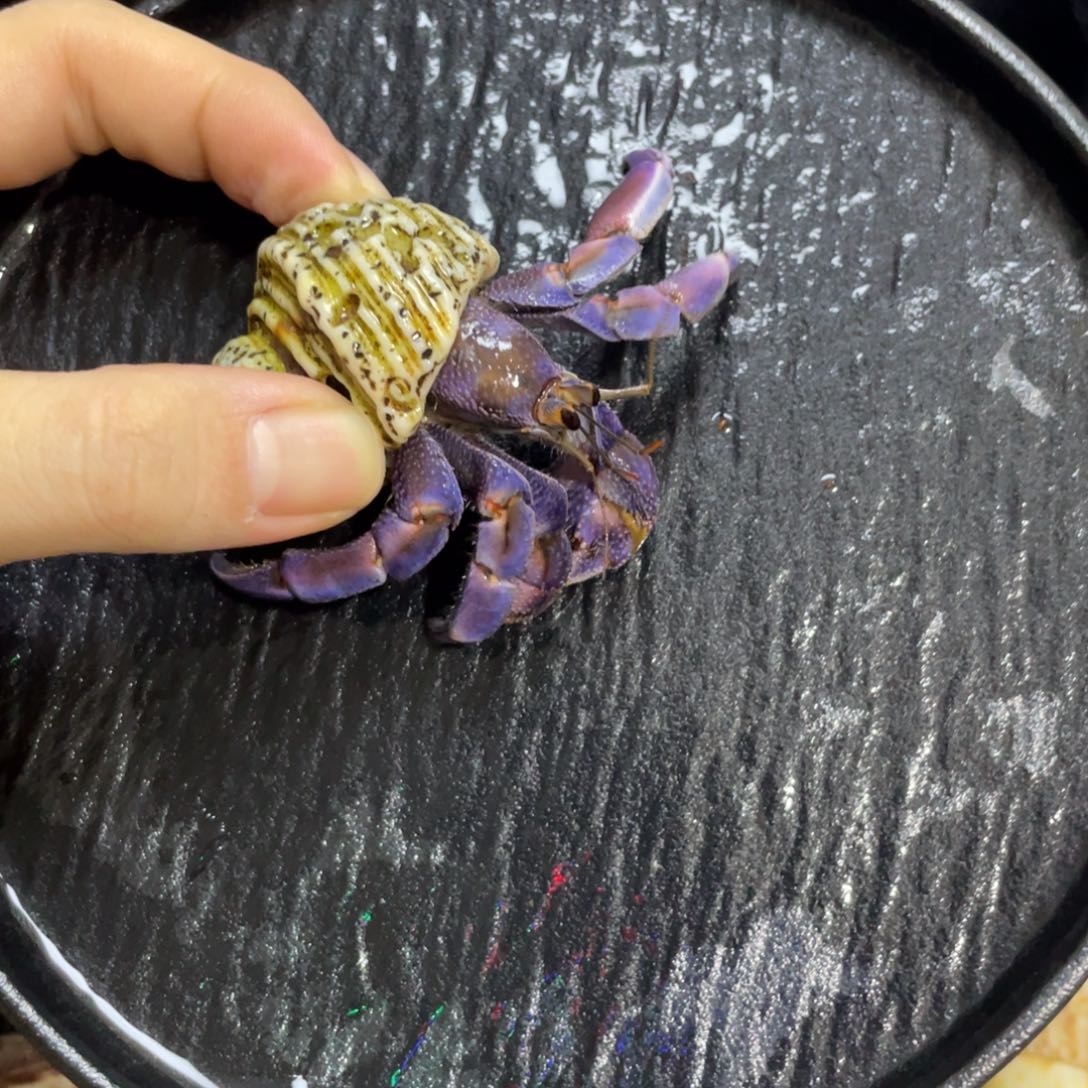 寄居蟹，寄居蟹，寄居蟹