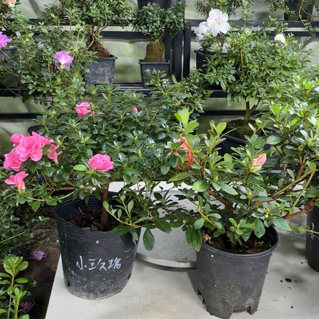 枫***এ完全开放小玫瑰 三乐杜鹃花杜鹃花