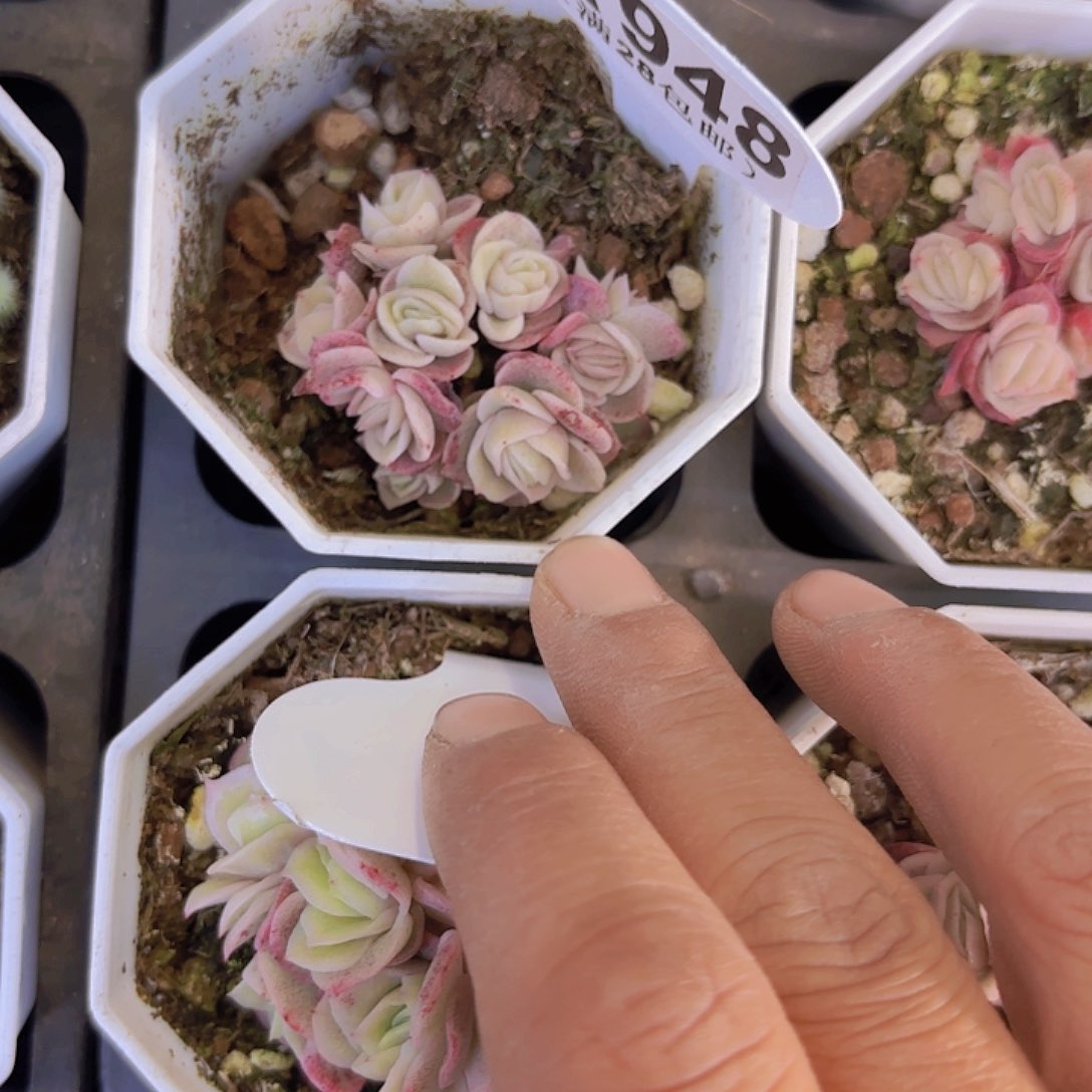 A948冰玫瑰锦一物一拍