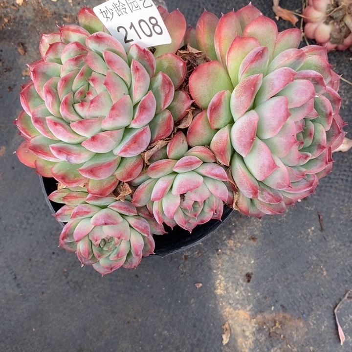 陌***绵2108叶伤特～25厘米