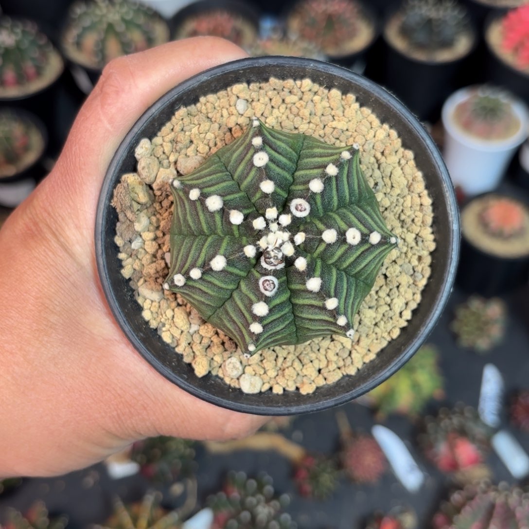 泰系米哈实生仙人球19号