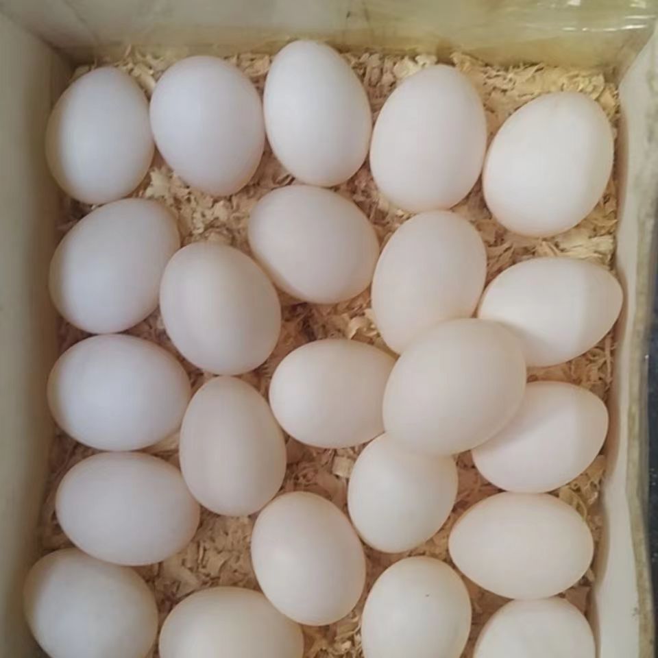 每天 现捡 新鲜    金太阳