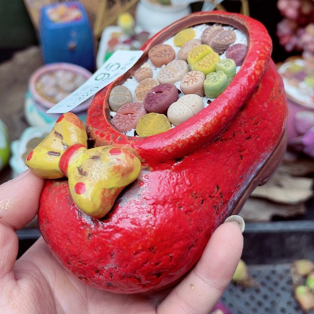 郎哥多肉生石花20-95