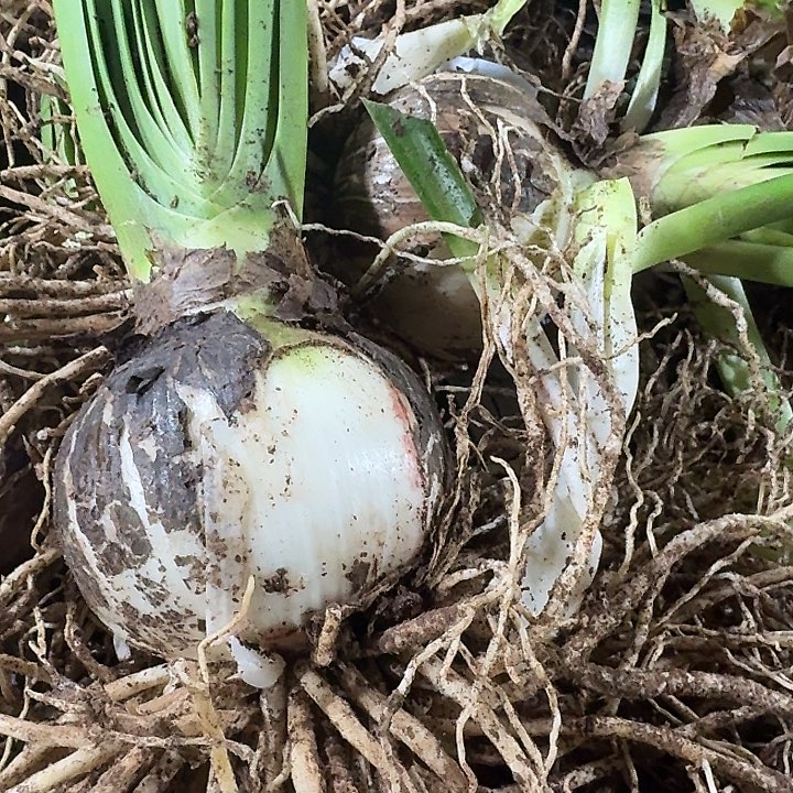 安吉拉8厘米带侧朱顶红