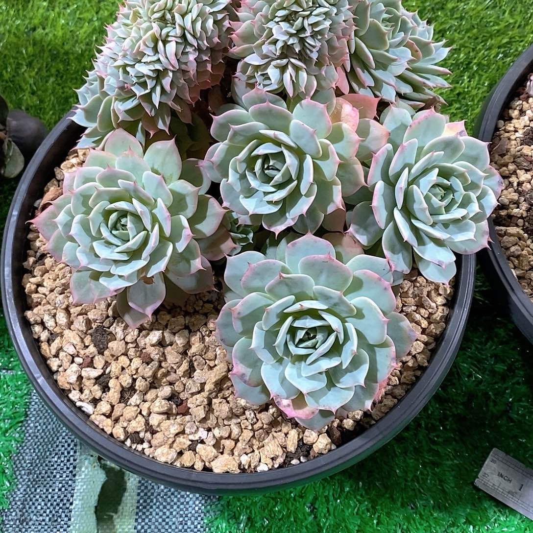 ****生巴黎涰多肉植物老桩