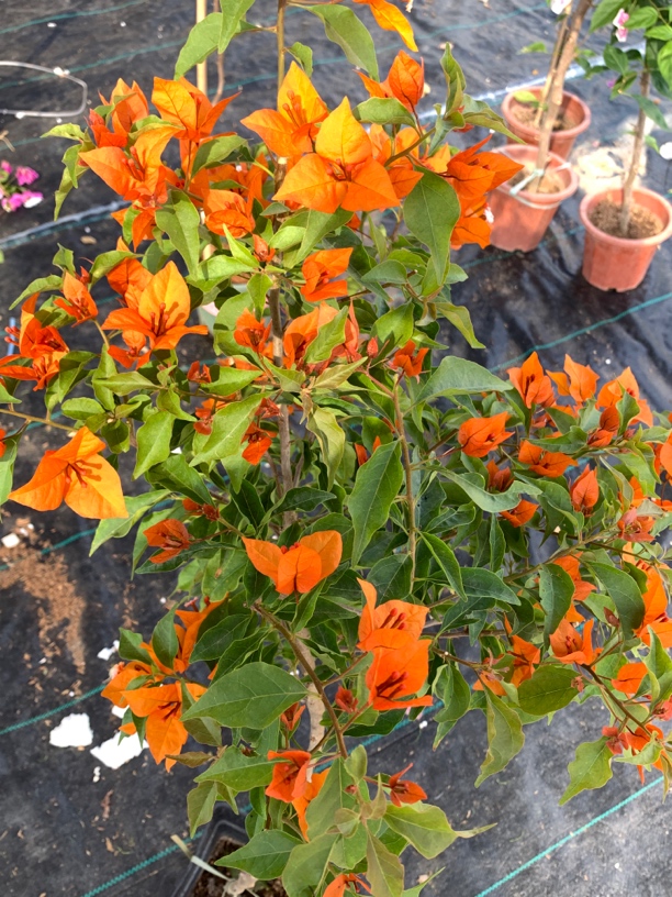 又又三角梅一物一拍，庭院勤花三角梅