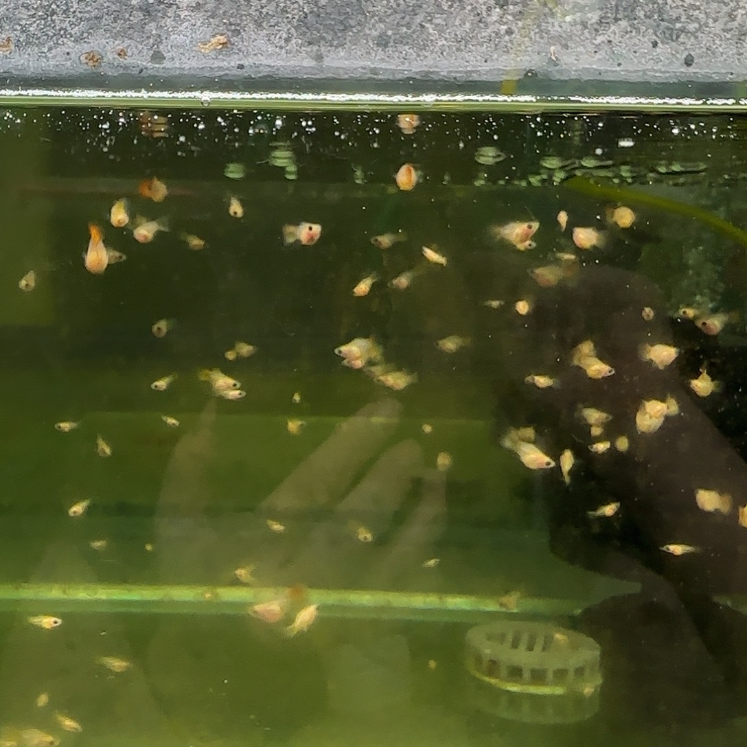 孔雀鱼银河琉璃玻璃猫苗10条随机
