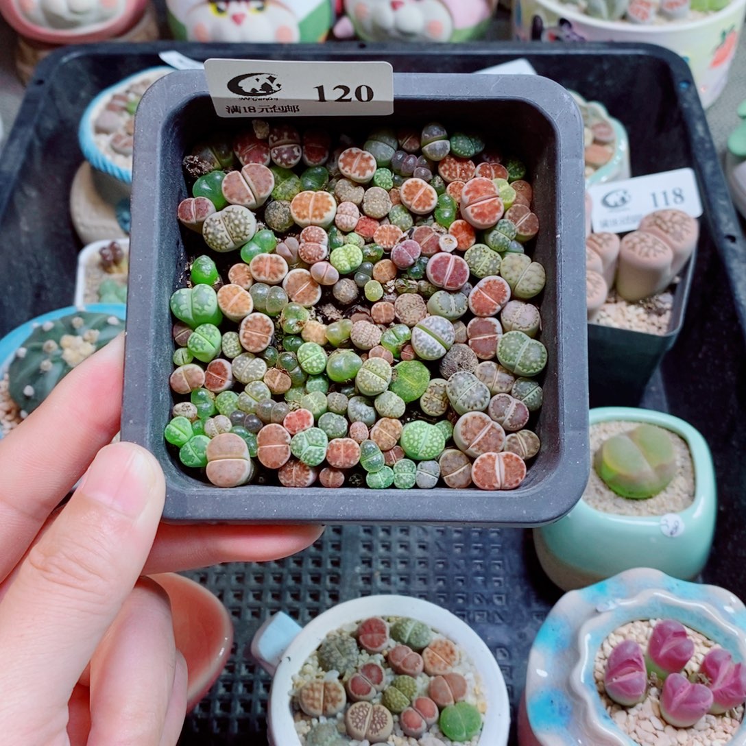 生石花花花花花花120
