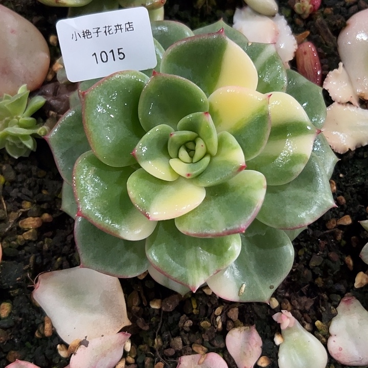 1015三文鱼金多肉植物