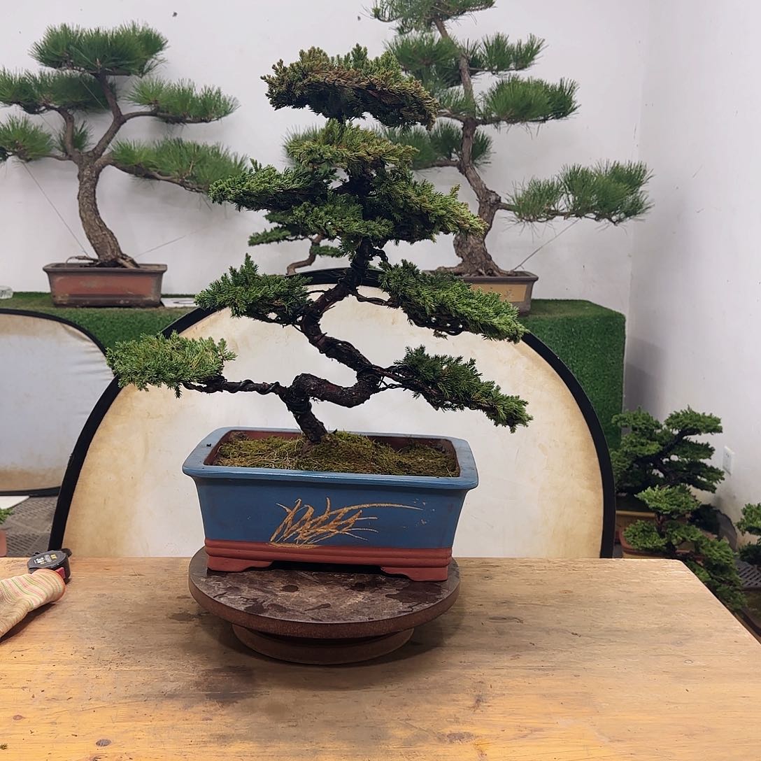 盆景盆景盆景盆景