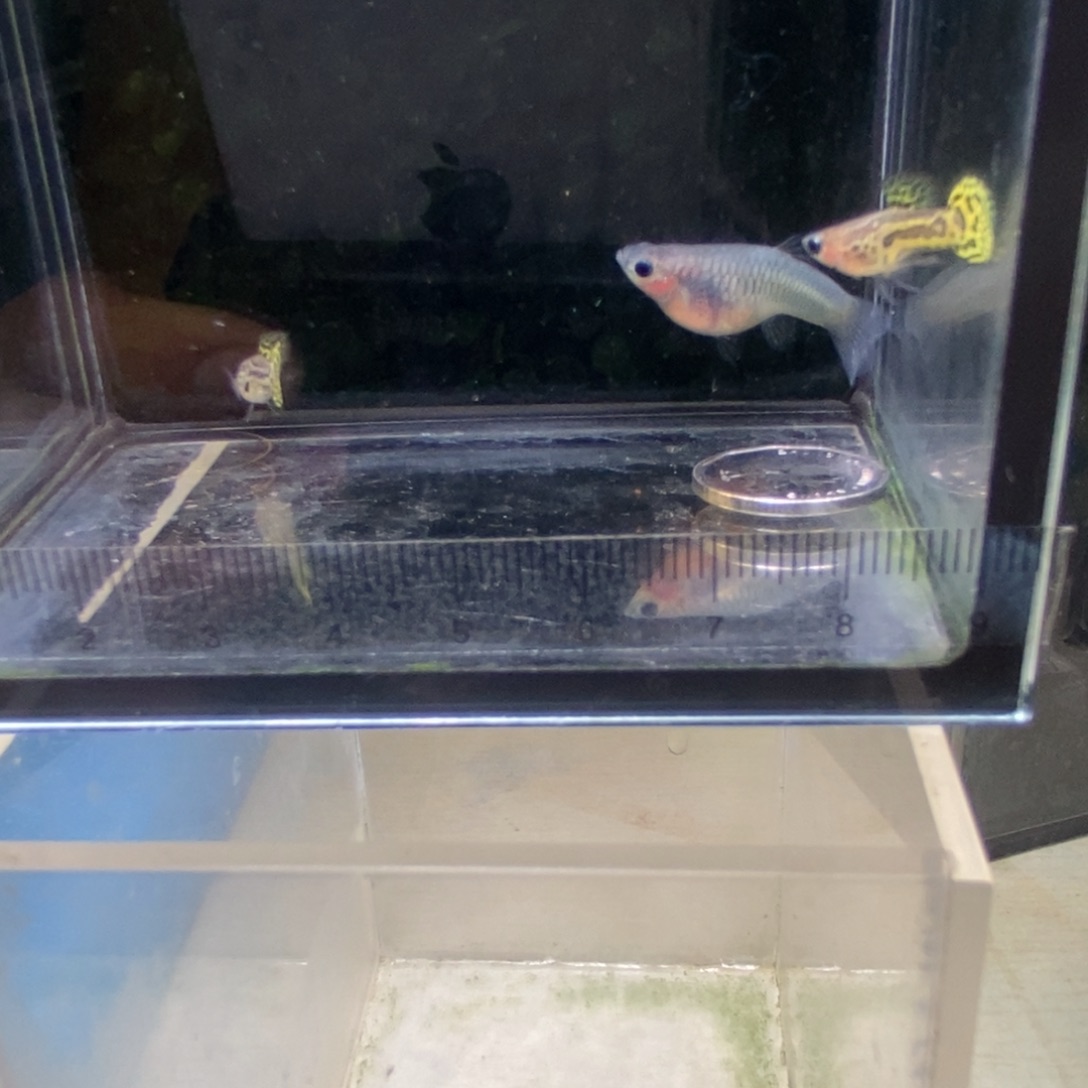 孔雀鱼黑金蕾丝球体三条，公鱼圆尾