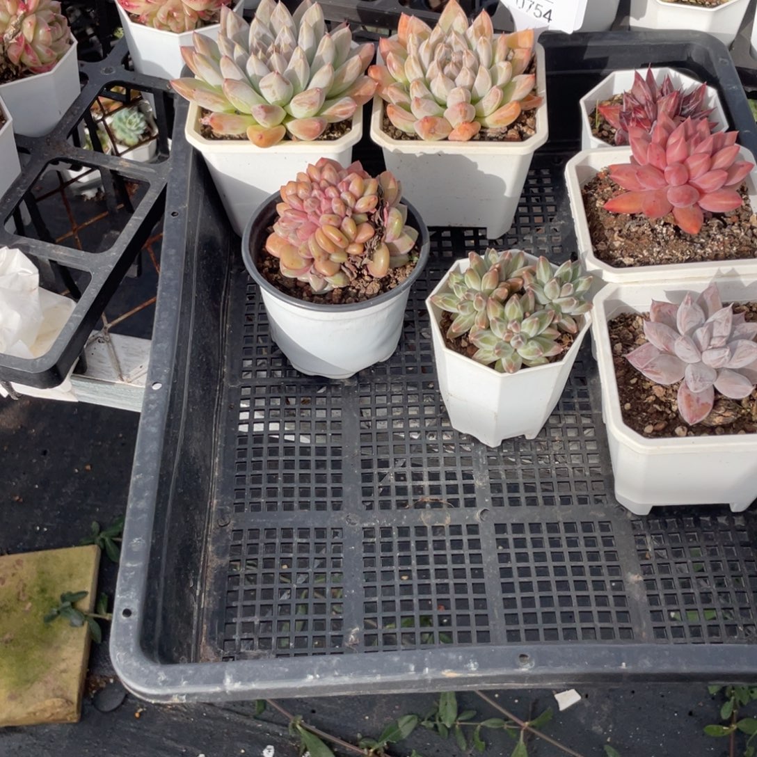 不包整散 盆子不售后0754