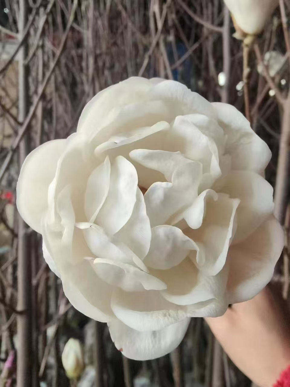新品种白牡丹玉兰花