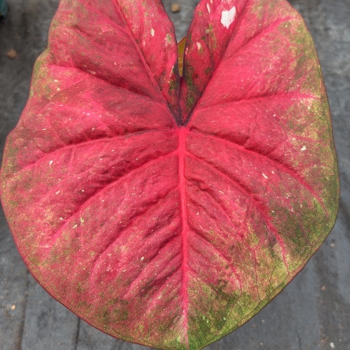 完全开放泰国彩叶芋7