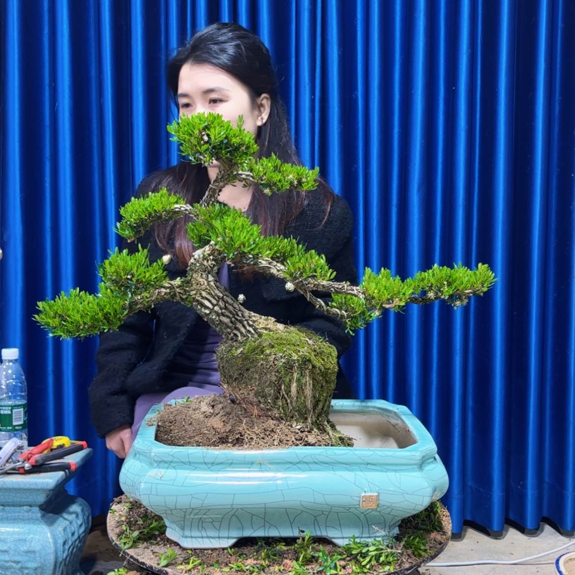 【闪购商品】广东雀舌黄杨盆景川*