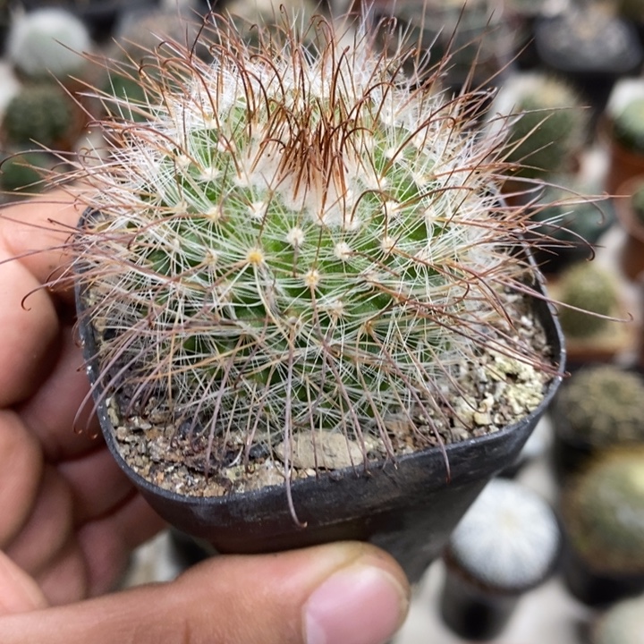 实生非秀玉特价福利