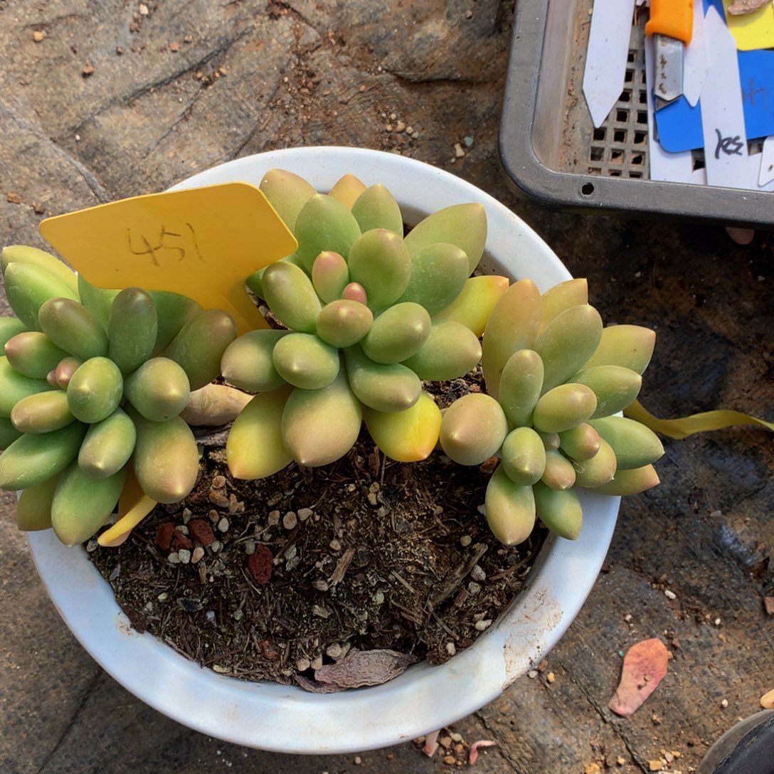 芒果奶727277272728