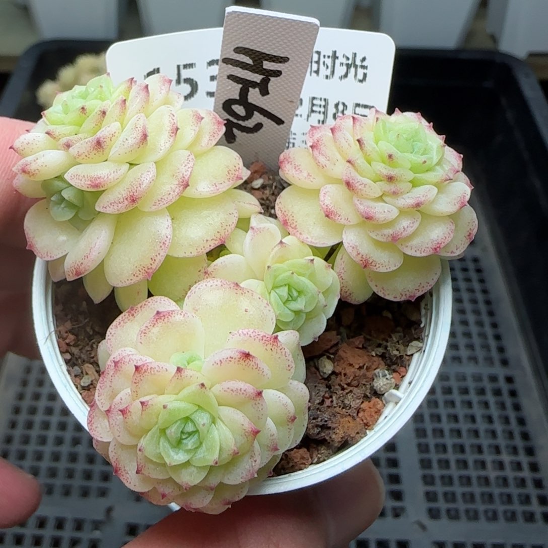 陈**儿0208-153（HT-62）