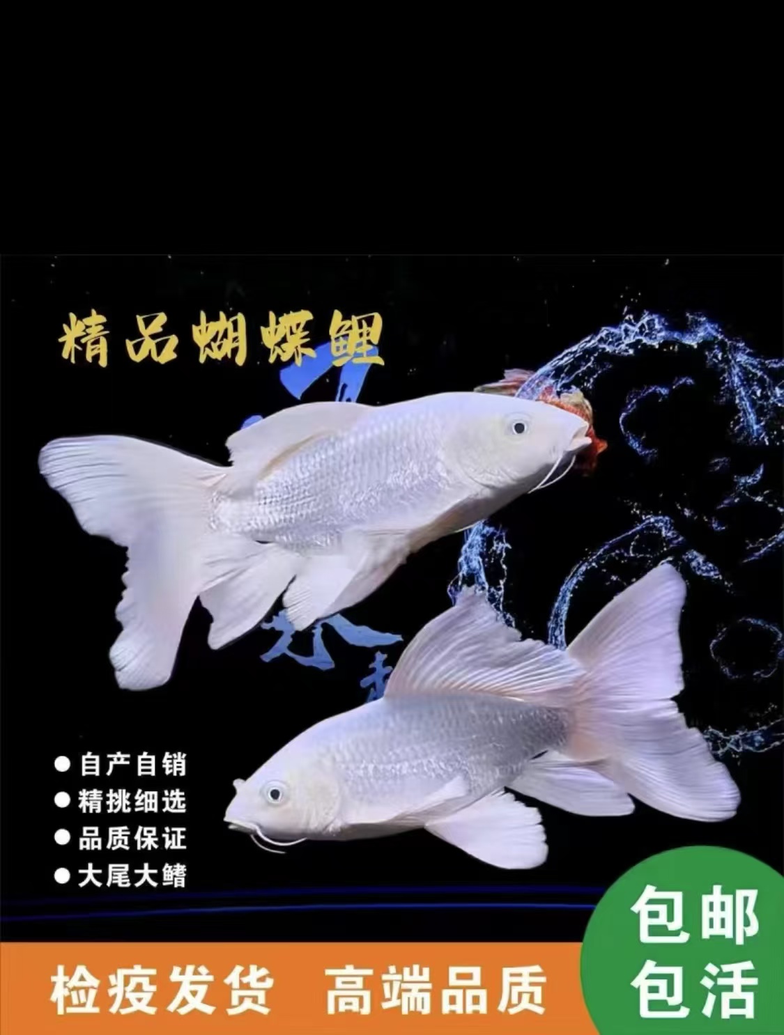 正宗台湾蝴蝶鲤白色贵妃体普身易养高端活体发货
