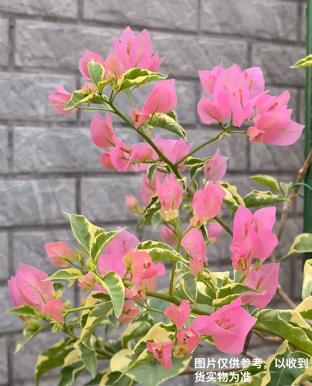 【蜡染粉粉马斯】【包售后一个月】【包对版】三角梅四季开花爬藤好养护