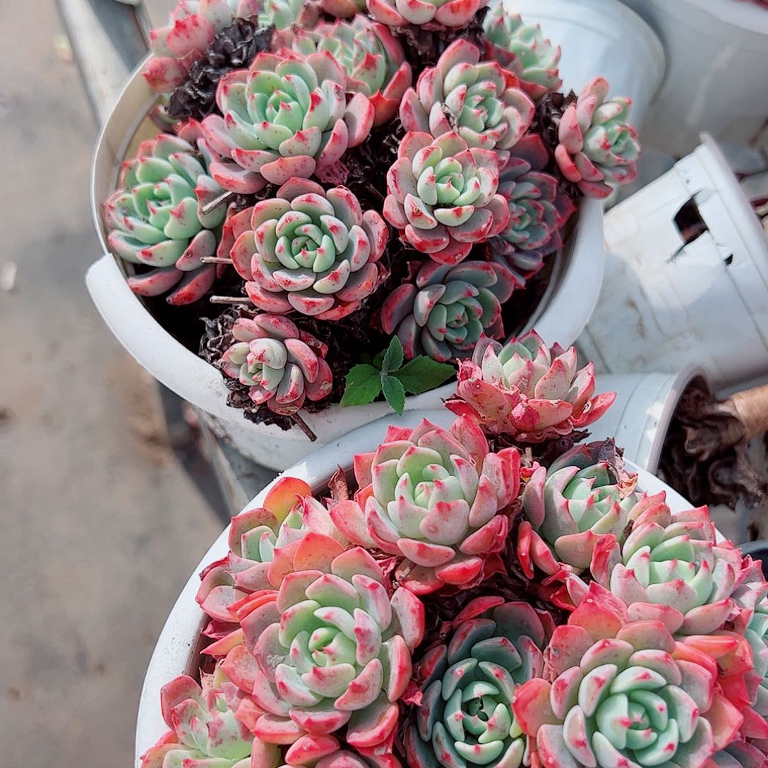 娜娜小勾多头群生