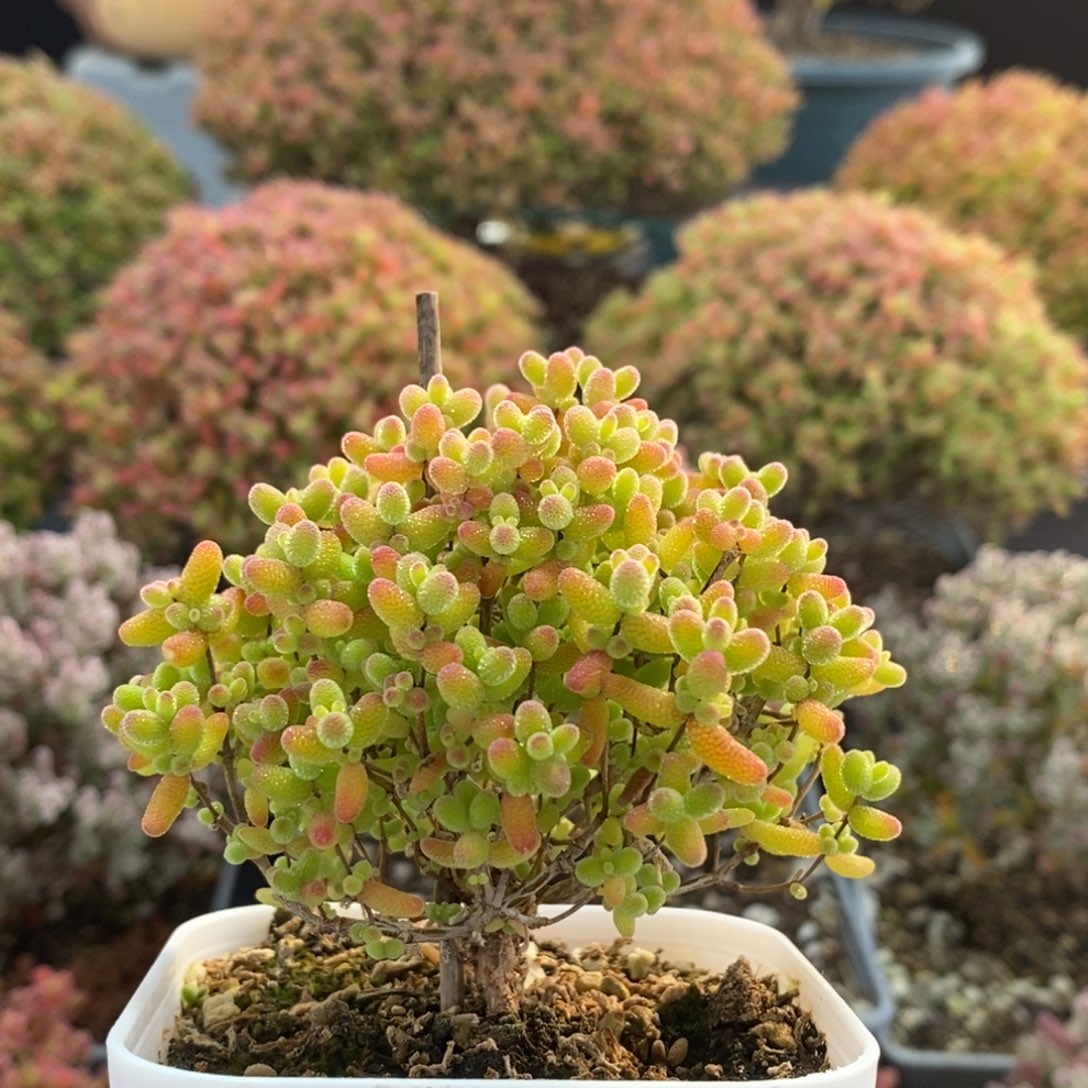 蜜橘糖球3807枝干番杏