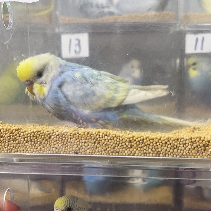 轻***雾虎皮鹦鹉金彩一只