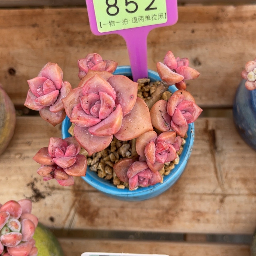 云尘多肉一物一拍852不含盆，