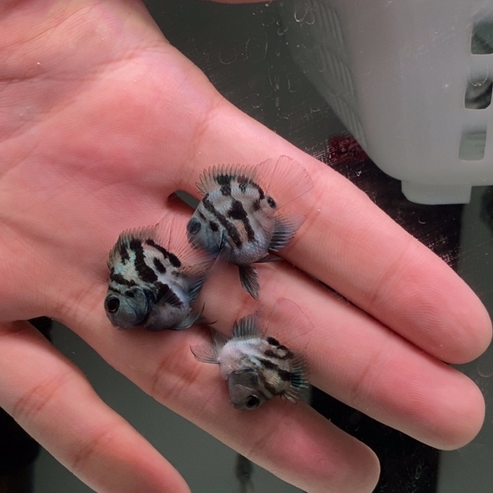 鹦鹉鱼宝蓝迷你鹦鹉一对