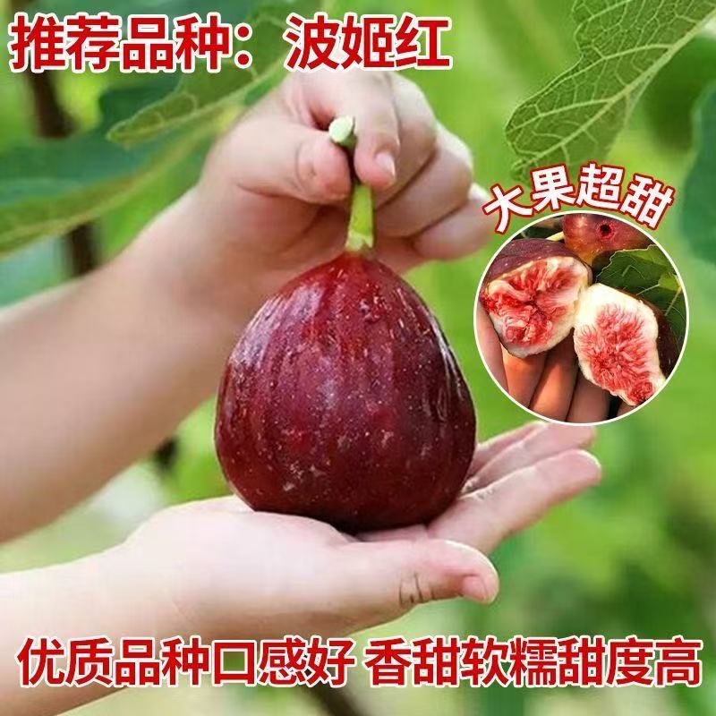 波姬红紫果芭劳奈青皮无花果盆栽地栽矮化果苗南北方可种植