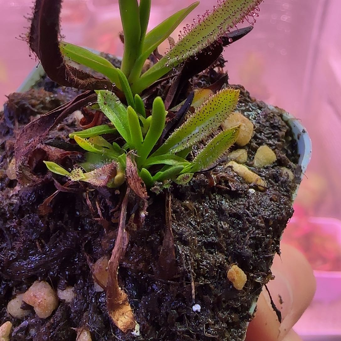 你***啊无花朵专拍墨菲特