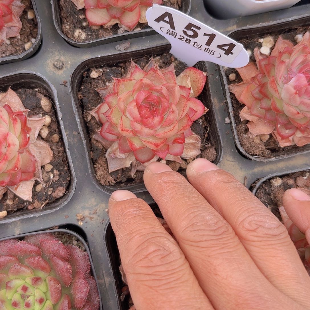 A514不知名一物一拍