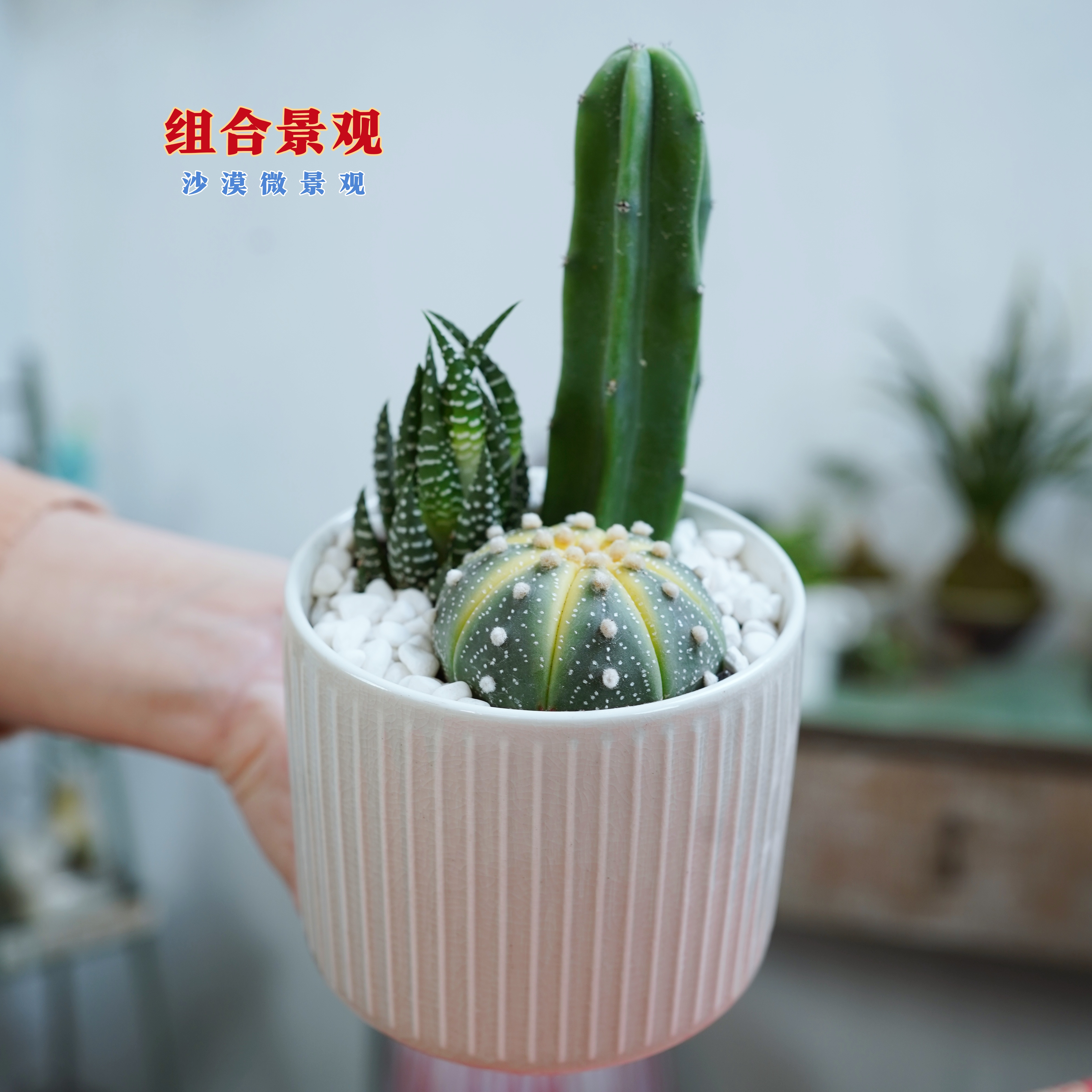 沙漠景观仙人掌多肉植物陶瓷盆耐干好养阳台花园桌面摆件伴手礼