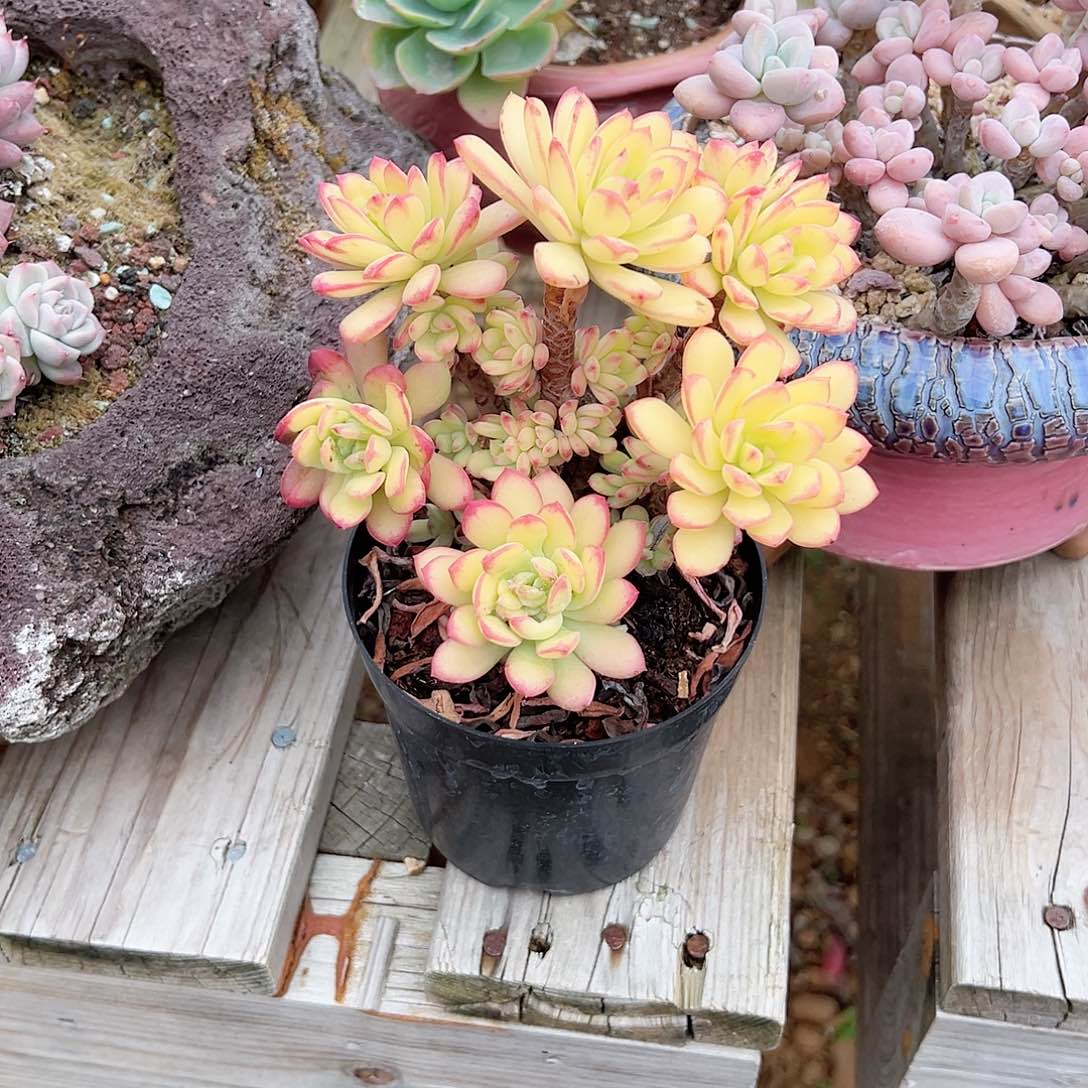 K*n叮当锦多肉植物脱土