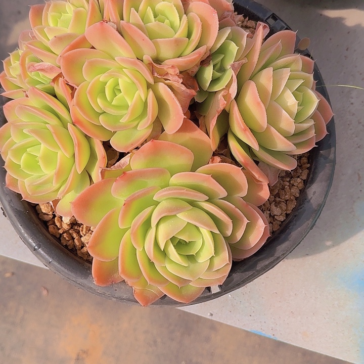 1451星那塔多肉植物