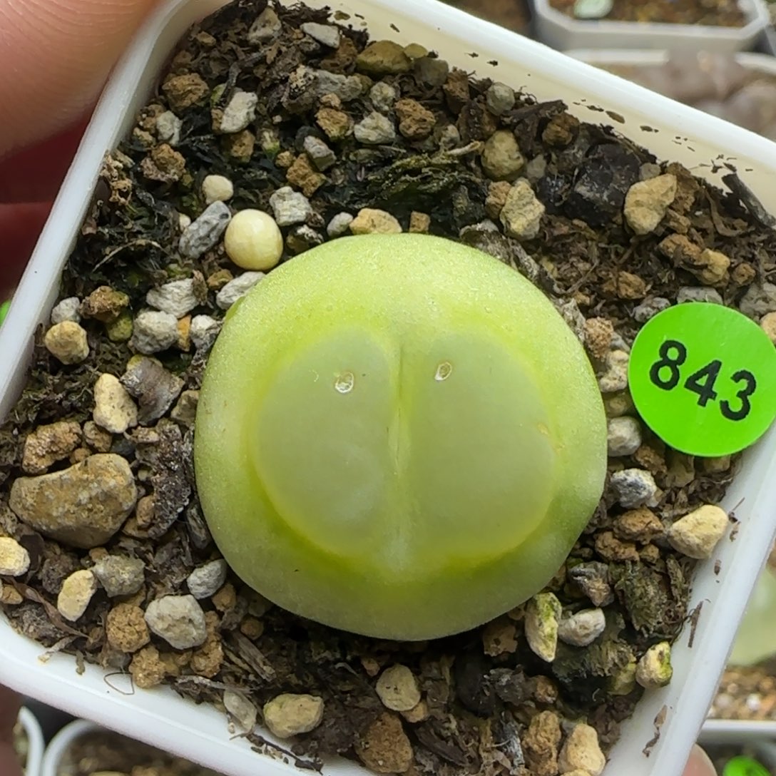 拉登2.5+点多肉843