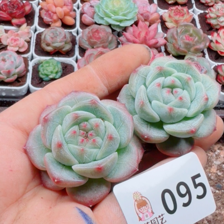 多肉植物多肉植物