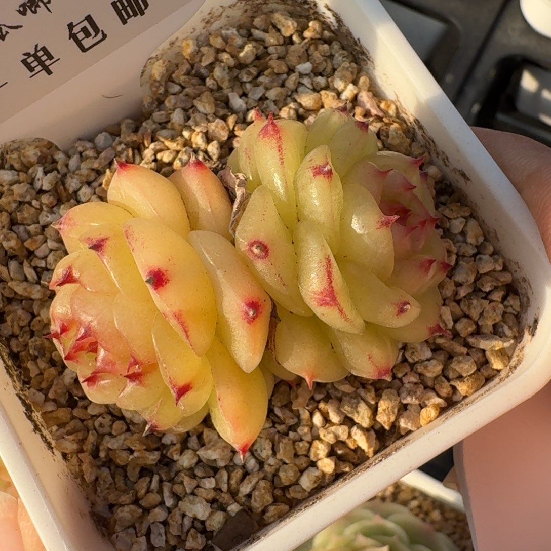 0293-青青珍妮双头一颗