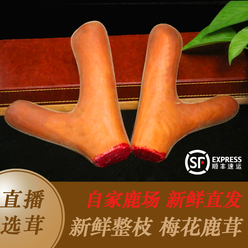 整支鲜鹿茸 直播间现场选茸 改价链接 顺丰包邮