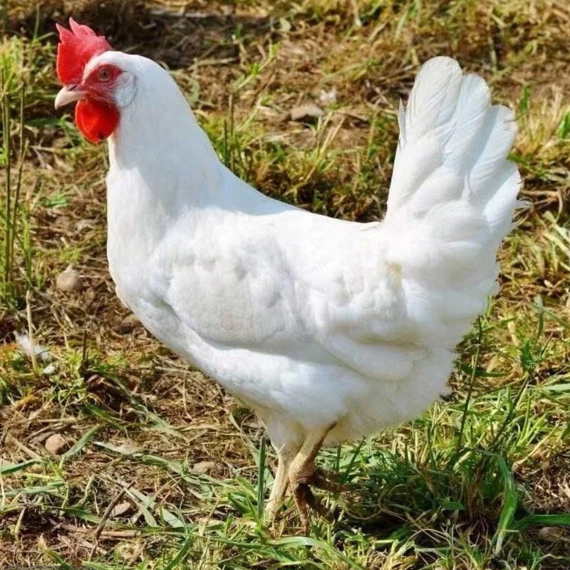 海兰绿蛋鸡农家散养土鸡青年鸡宠物鸡