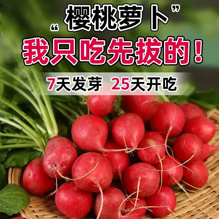 【满5包邮】樱桃小萝卜种子迷你萝卜菜籽四季阳台盆栽早熟易种蔬菜