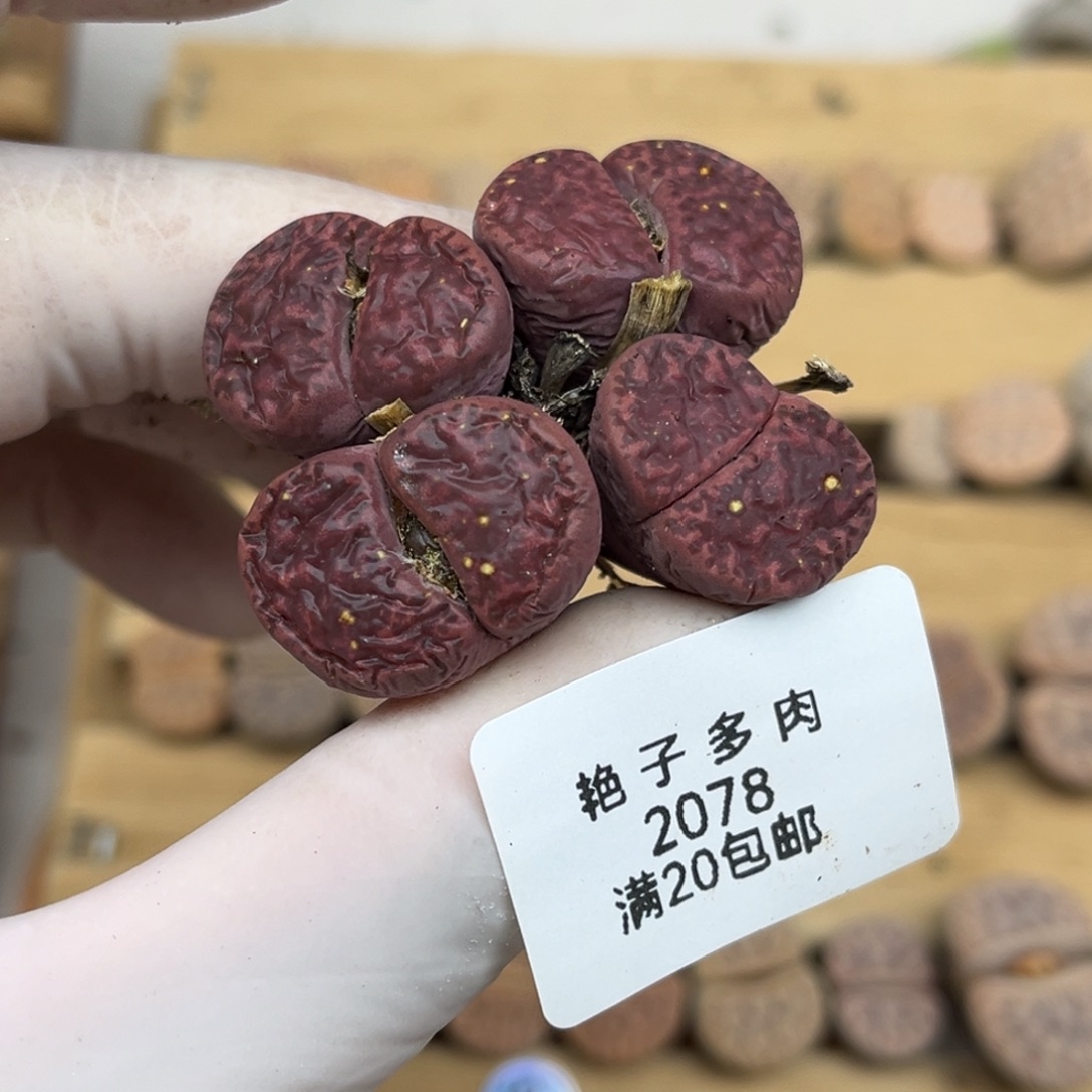 2078号一棵特价四头紫柘留