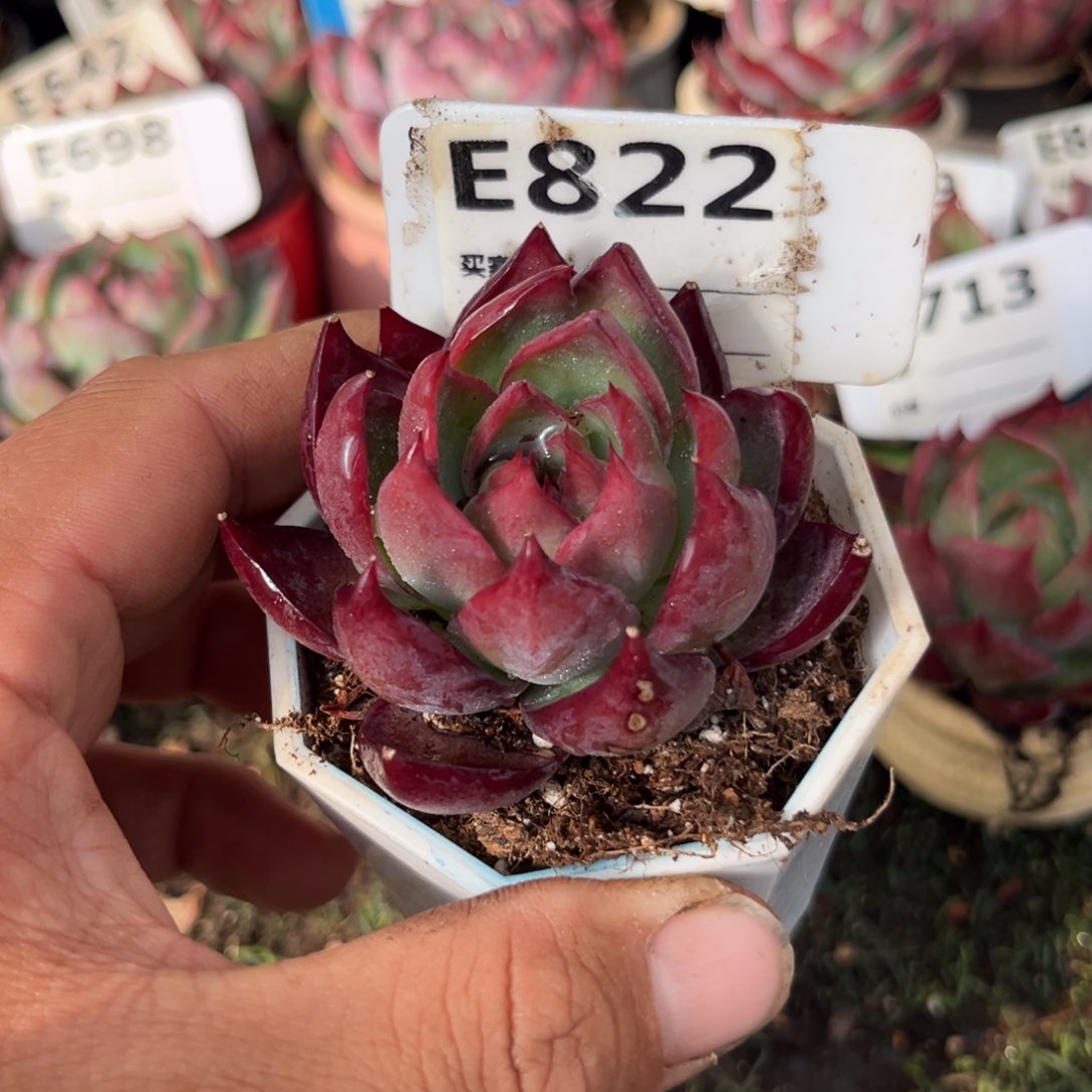 惊鸿一瞥822号多肉