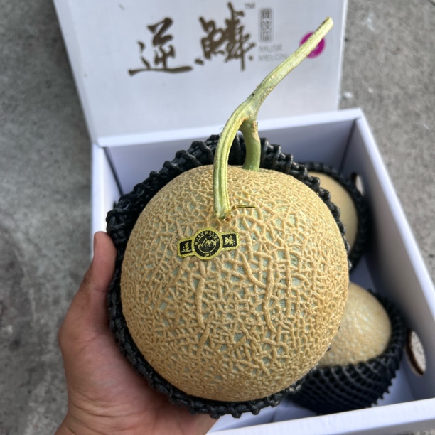 海南逆鳞高端【牛3蜜瓜】甜瓜哈密瓜香甜爽口（10元一斤）