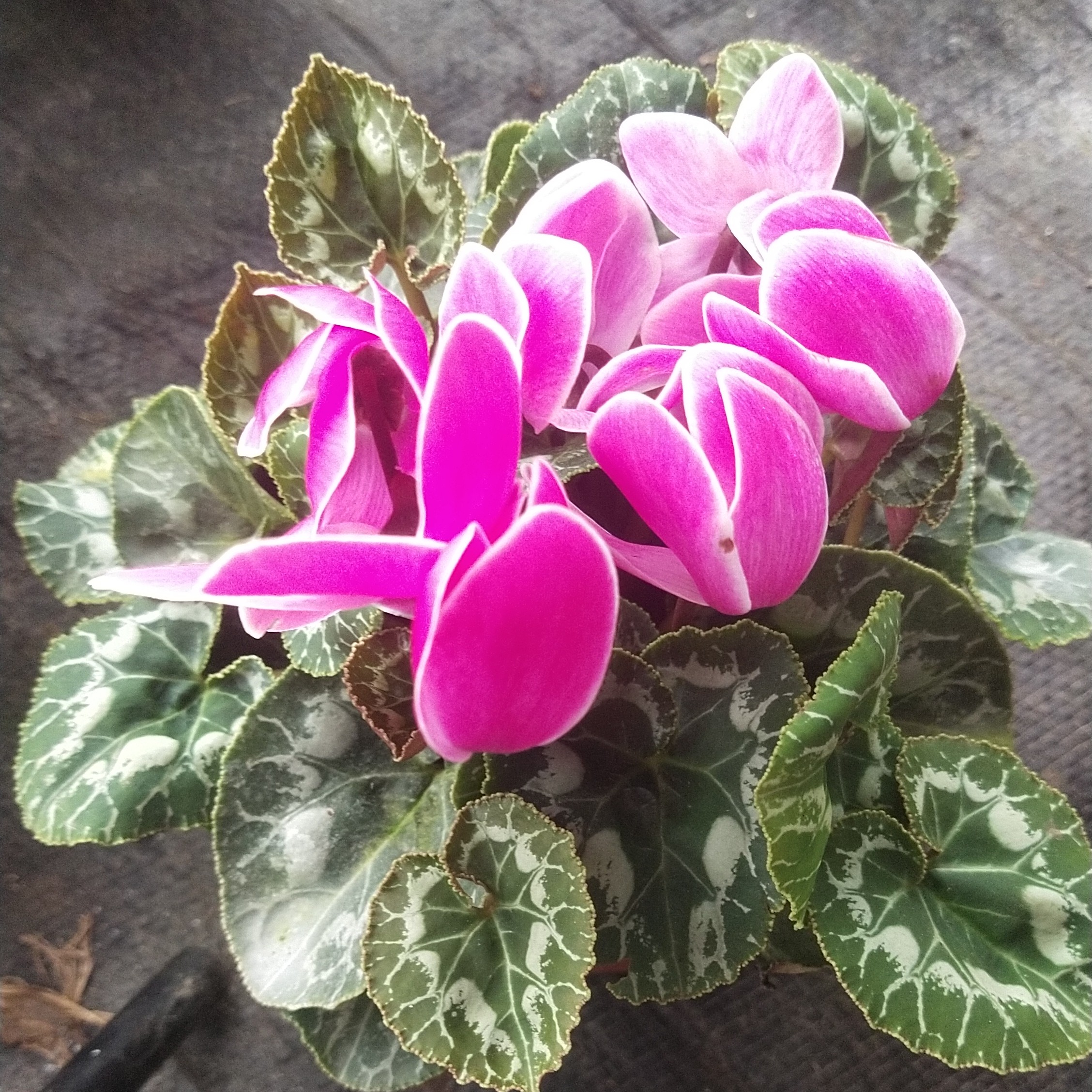 大花仙客来俩盆不同颜色140