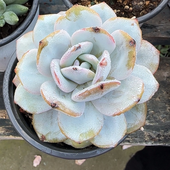 青蛙王子儿童牙膏11