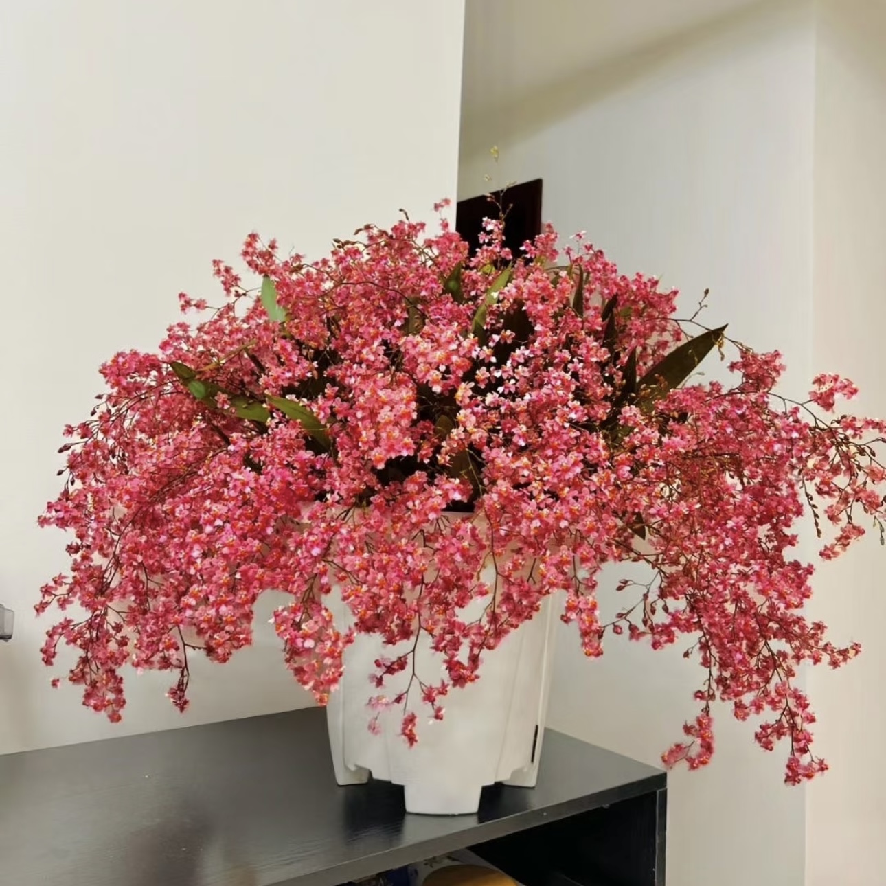 【满堂红】特A级梦香兰（50支以上）精致爆花 带香味 耐寒 新手易养