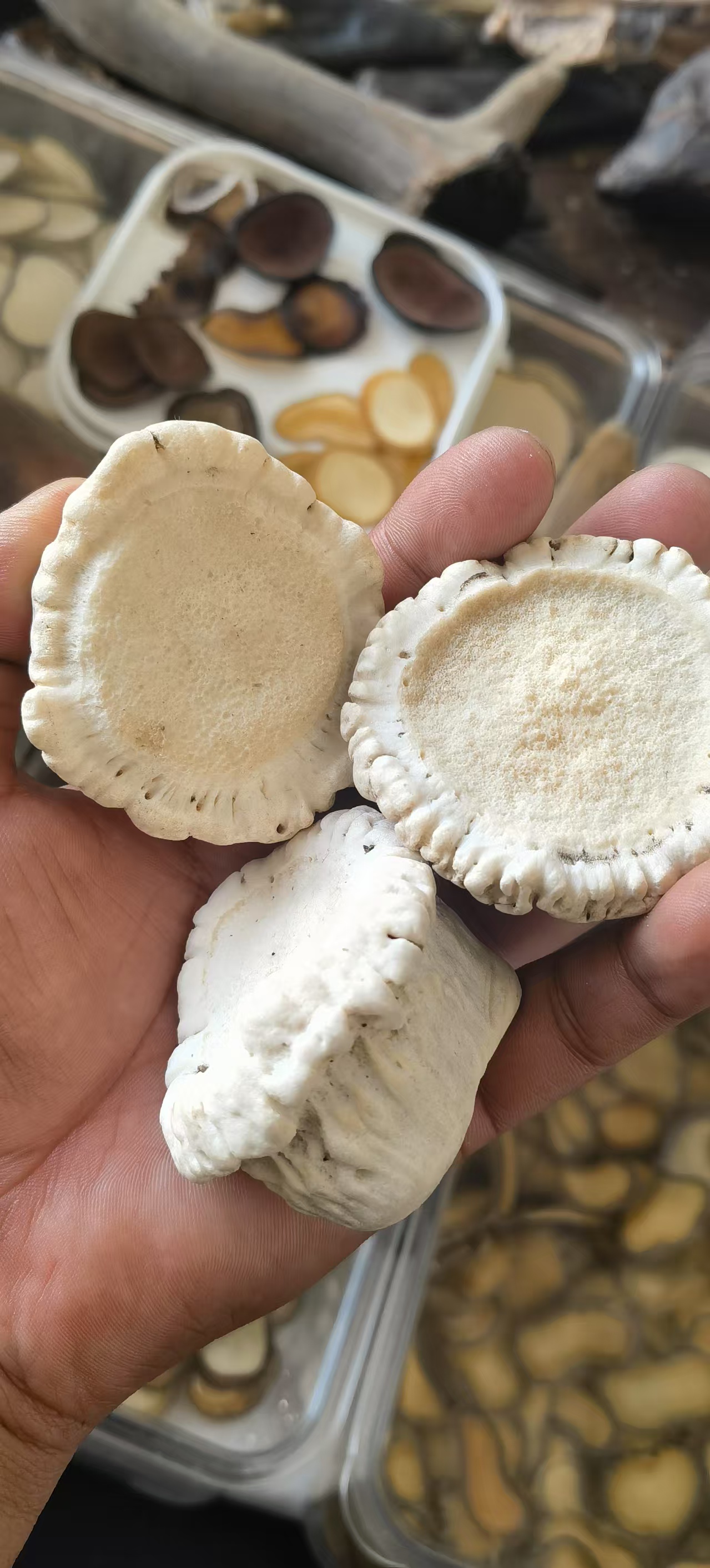 梅花鹿角帽免费代打粉50克