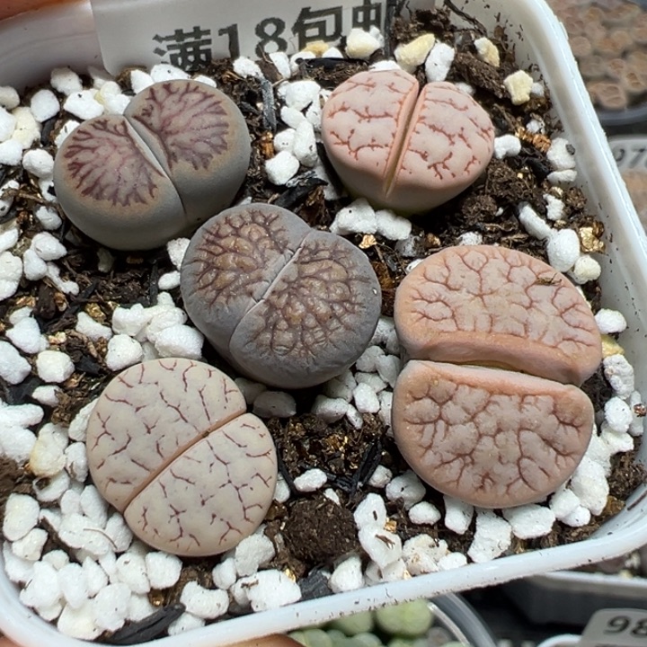 【闪购商品】 975。        